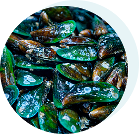 GRÜNLIPPMUSCHEL (500 MG)