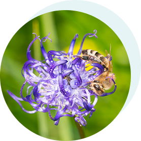 Teufelskralle (250 mg)