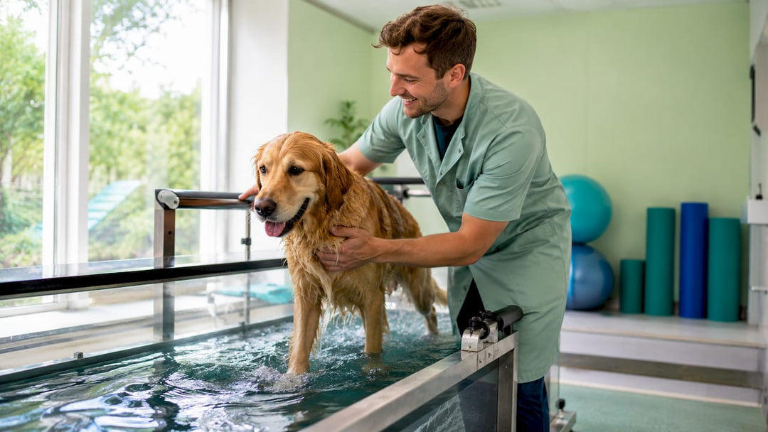 Ein Therapeut unterstützt einen Golden Retriever beim Training auf dem Unterwasserlaufband.