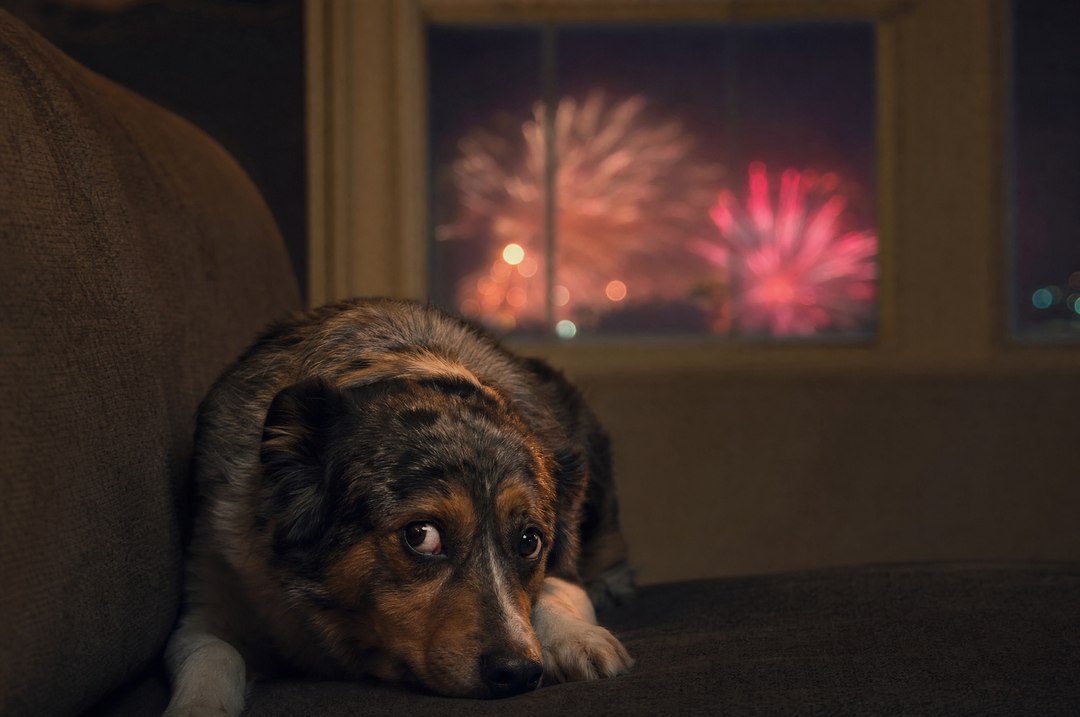 Hund hat Angst vor Silvester: So bereitest du ihn richtig vor