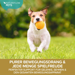 Teufelskralle Liquid - Natureflow Pets - 100ml